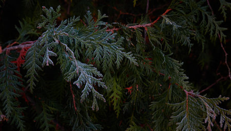 Northern white-cedar branch (Thuja occidentalis) covered with a frost. Decorative evergreen coniferous tree. Autumn, early winter, Cold weather, first snow. Dark atmospheric plant background, close-upの写真素材