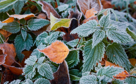 Green leaves covered with a crystal clear frost, ice, first snow. Autumn, early winter. Soft sunlight. Climate change, nature, environment, cold weatherの写真素材