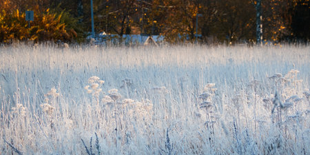 Plants and grass covered with a frost and first snow, close-up. Forest meadow. Morning fog. Autumn, early winter. Seasons, climate change, cold weather, ecology, botany. Natural background, texturesの写真素材