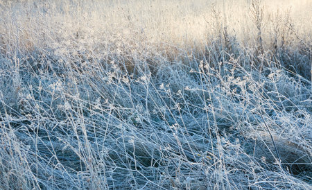 Plants and grass covered with a frost and first snow, close-up. Forest meadow. Morning fog. Autumn, early winter. Seasons, climate change, cold weather, ecology, botany. Natural background, texturesの写真素材