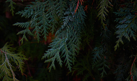 Northern white-cedar branch (Thuja occidentalis) covered with a frost. Decorative evergreen coniferous tree. Autumn, early winter, Cold weather, first snow. Dark atmospheric plant background, close-upの写真素材