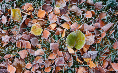 Forest floor of dry golden leaves and green grass. Crystal clear frost, ice, first snow. Autumn, early winter. Texture, background. Soft sunlight. Climate change, nature, environmentの写真素材