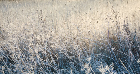 Plants and grass covered with a frost and first snow, close-up. Forest meadow. Morning fog. Autumn, early winter. Seasons, climate change, cold weather, ecology, botany. Natural background, texturesの写真素材