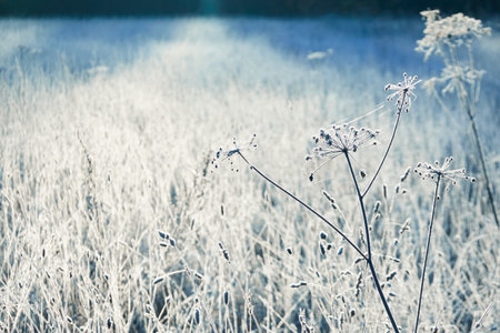 Plants and grass covered with a frost and first snow, close-up. Forest meadow. Morning fog. Autumn, early winter. Seasons, climate change, cold weather, ecology, botany. Natural background, texturesの写真素材