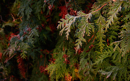 Northern white-cedar branch (Thuja occidentalis) covered with a frost. Decorative evergreen coniferous tree. Autumn, early winter, Cold weather, first snow. Dark atmospheric plant background, close-upの写真素材