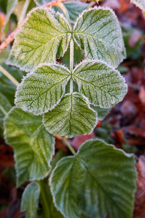 Green leaves covered with a crystal clear frost, ice, first snow. Autumn, early winter. Soft sunlight. Climate change, nature, environment, cold weatherの写真素材