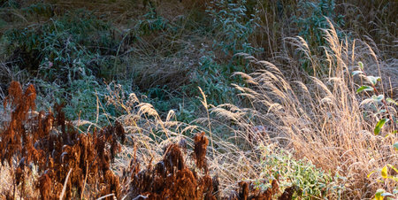 Dry plants, leaves and grass covered with a crystal clear frost, ice, first snow. Autumn, early winter. Soft sunlight. Climate change, nature, environment, cold weatherの写真素材