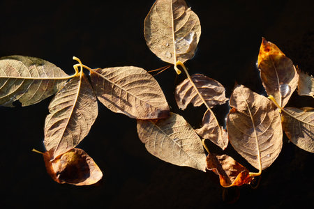 Golden leaves of deciduous tree, dark water surface, dew drops. Autumn, early winter, Cold weather,.natural, environment. Atmospheric plant background, close-upの写真素材