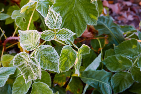 Green leaves covered with a crystal clear frost, ice, first snow. Autumn, early winter. Soft sunlight. Climate change, nature, environment, cold weatherの写真素材