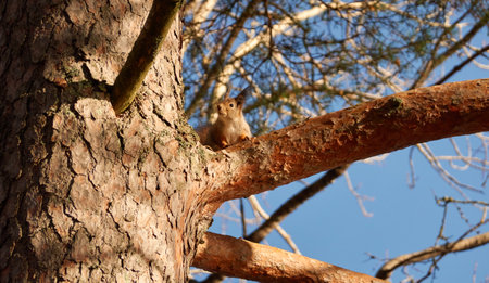 Red squirrel (Sciurus vulgaris) sitting on a tree branch. Clear sky, sunny day. Forest scene. Autumn, early winter. Nature, wildlife, animals themesの写真素材