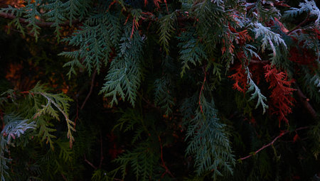 Northern white-cedar branch (Thuja occidentalis) covered with a frost. Decorative evergreen coniferous tree. Autumn, early winter, Cold weather, first snow. Dark atmospheric plant background, close-upの写真素材