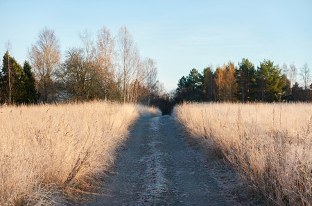 Pathway (rural road) through the forest meadow covered with a frost and first snow. Morning fog, soft sunlight. Autumn, early winter. Hiking trail, eco tourism, remote places themesの写真素材