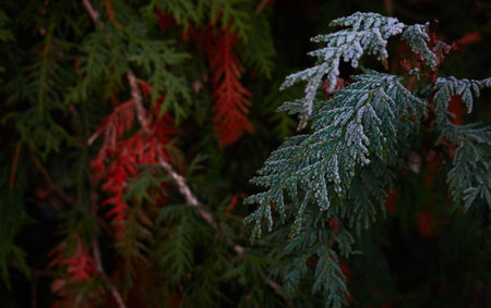 Northern white-cedar branch (Thuja occidentalis) covered with a frost. Decorative evergreen coniferous tree. Autumn, early winter, Cold weather, first snow. Dark atmospheric plant background, close-upの写真素材