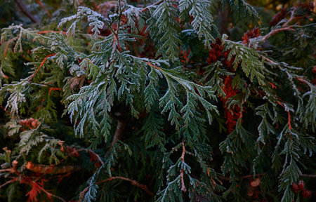 Northern white-cedar branch (Thuja occidentalis) covered with a frost. Decorative evergreen coniferous tree. Autumn, early winter, Cold weather, first snow. Dark atmospheric plant background, close-upの写真素材