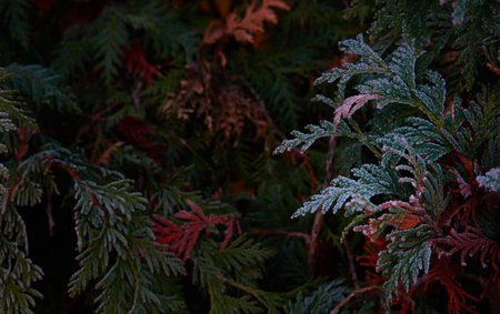 Northern white-cedar branch (Thuja occidentalis) covered with a frost. Decorative evergreen coniferous tree. Autumn, early winter, Cold weather, first snow. Dark atmospheric plant background, close-upの写真素材