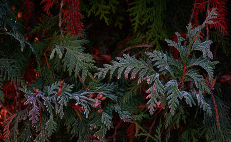 Northern white-cedar branch (Thuja occidentalis) covered with a frost. Decorative evergreen coniferous tree. Autumn, early winter, Cold weather, first snow. Dark atmospheric plant background, close-upの写真素材