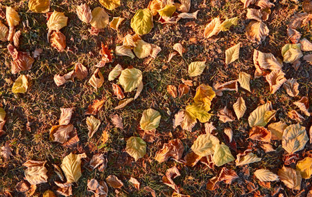 Forest floor of dry golden leaves. Crystal clear frost, ice, first snow. Autumn, early winter. Texture, background. Soft sunlight. Climate change, nature, environmentの写真素材