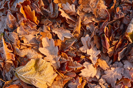 Forest floor of dry golden leaves. Crystal clear frost, ice, first snow. Autumn, early winter. Texture, background. Soft sunlight. Climate change, nature, environmentの写真素材