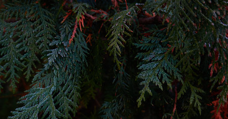Northern white-cedar branch (Thuja occidentalis) covered with a frost. Decorative evergreen coniferous tree. Autumn, early winter, Cold weather, first snow. Dark atmospheric plant background, close-upの写真素材