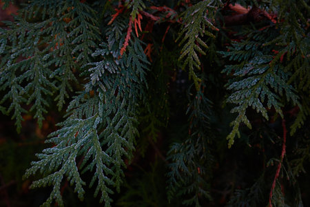 Northern white-cedar branch (Thuja occidentalis) covered with a frost. Decorative evergreen coniferous tree. Autumn, early winter, Cold weather, first snow. Dark atmospheric plant background, close-upの写真素材