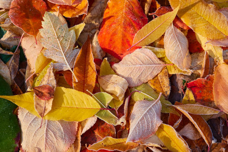 Forest floor of dry golden leaves. Crystal clear frost, ice, first snow. Autumn, early winter. Texture, background. Soft sunlight. Climate change, nature, environmentの写真素材