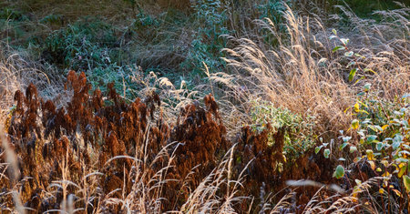 Dry plants, leaves and grass covered with a crystal clear frost, ice, first snow. Autumn, early winter. Soft sunlight. Climate change, nature, environment, cold weatherの写真素材