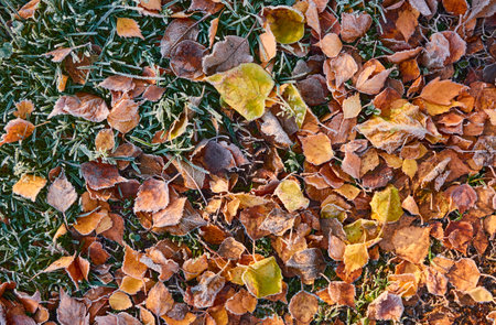 Forest floor of dry golden leaves and green grass. Crystal clear frost, ice, first snow. Autumn, early winter. Texture, background. Soft sunlight. Climate change, nature, environmentの写真素材