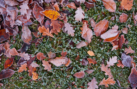 Forest floor of dry golden leaves and green grass. Crystal clear frost, ice, first snow. Autumn, early winter. Texture, background. Soft sunlight. Climate change, nature, environmentの写真素材