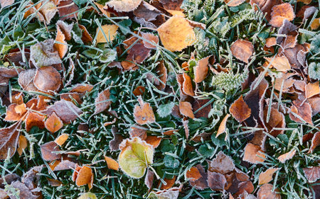 Forest floor of dry golden leaves and green grass. Crystal clear frost, ice, first snow. Autumn, early winter. Texture, background. Soft sunlight. Climate change, nature, environmentの写真素材