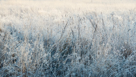 Plants and grass covered with a frost and first snow, close-up. Forest meadow. Morning fog. Autumn, early winter. Seasons, climate change, cold weather, ecology, botany. Natural background, texturesの写真素材