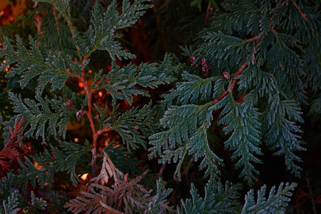 Northern white-cedar branch (Thuja occidentalis) covered with a frost. Decorative evergreen coniferous tree. Autumn, early winter, Cold weather, first snow. Dark atmospheric plant background, close-upの写真素材