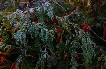 Northern white-cedar branch (Thuja occidentalis) covered with a frost. Decorative evergreen coniferous tree. Autumn, early winter, Cold weather, first snow. Dark atmospheric plant background, close-upの写真素材