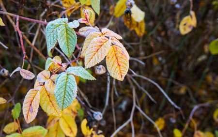Wild berries and dry leaves covered with a crystal clear frost, ice, first snow. Autumn, early winter. Soft sunlight. Climate change, nature, environment, cold weatherの写真素材