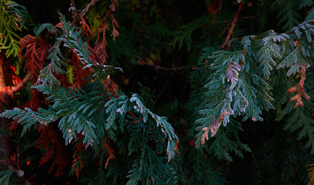 Northern white-cedar branch (Thuja occidentalis) covered with a frost. Decorative evergreen coniferous tree. Autumn, early winter, Cold weather, first snow. Dark atmospheric plant background, close-upの写真素材