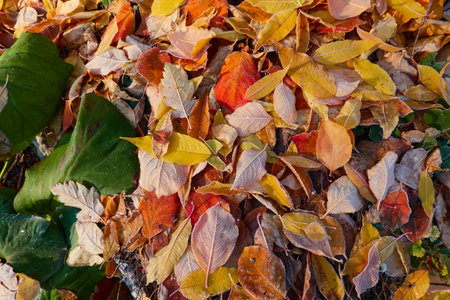 Forest floor of dry golden leaves. Crystal clear frost, ice, first snow. Autumn, early winter. Texture, background. Soft sunlight. Climate change, nature, environmentの写真素材