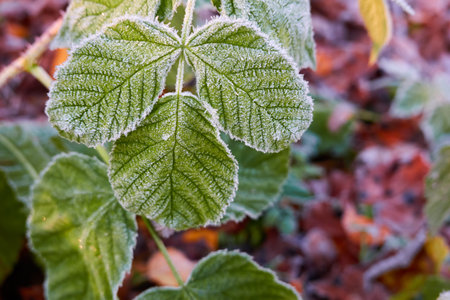 Green leaves covered with a crystal clear frost, ice, first snow. Autumn, early winter. Soft sunlight. Climate change, nature, environment, cold weatherの写真素材