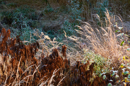 Dry plants, leaves and grass covered with a crystal clear frost, ice, first snow. Autumn, early winter. Soft sunlight. Climate change, nature, environment, cold weatherの写真素材