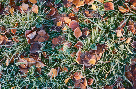 Forest floor of dry golden leaves and green grass. Crystal clear frost, ice, first snow. Autumn, early winter. Texture, background. Soft sunlight. Climate change, nature, environmentの写真素材