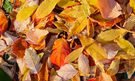 Forest floor of dry golden leaves. Crystal clear frost, ice, first snow. Autumn, early winter. Texture, background. Soft sunlight. Climate change, nature, environmentの写真素材