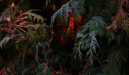 Northern white-cedar branch (Thuja occidentalis) covered with a frost. Decorative evergreen coniferous tree. Autumn, early winter, Cold weather, first snow. Dark atmospheric plant background, close-upの写真素材