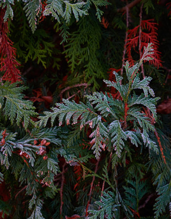 Northern white-cedar branch (Thuja occidentalis) covered with a frost. Decorative evergreen coniferous tree. Autumn, early winter, Cold weather, first snow. Dark atmospheric plant background, close-upの写真素材