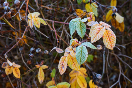 Wild berries and dry leaves covered with a crystal clear frost, ice, first snow. Autumn, early winter. Soft sunlight. Climate change, nature, environment, cold weatherの写真素材