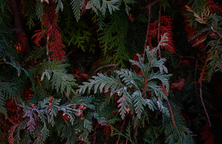 Northern white-cedar branch (Thuja occidentalis) covered with a frost. Decorative evergreen coniferous tree. Autumn, early winter, Cold weather, first snow. Dark atmospheric plant background, close-upの写真素材