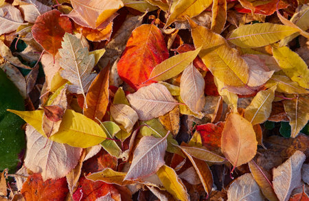 Forest floor of dry golden leaves. Crystal clear frost, ice, first snow. Autumn, early winter. Texture, background. Soft sunlight. Climate change, nature, environmentの写真素材
