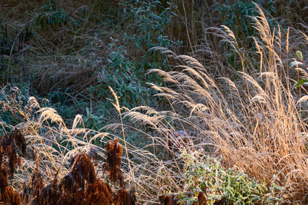 Dry plants, leaves and grass covered with a crystal clear frost, ice, first snow. Autumn, early winter. Soft sunlight. Climate change, nature, environment, cold weatherの写真素材