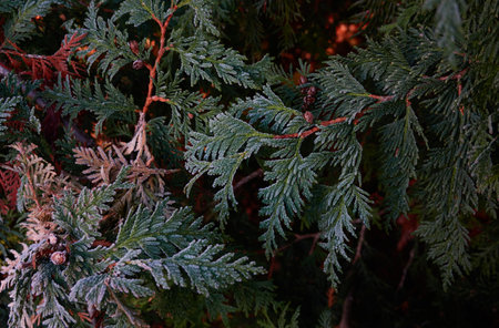 Northern white-cedar branch (Thuja occidentalis) covered with a frost. Decorative evergreen coniferous tree. Autumn, early winter, Cold weather, first snow. Dark atmospheric plant background, close-upの写真素材