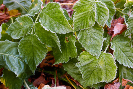 Green leaves covered with a crystal clear frost, ice, first snow. Autumn, early winter. Soft sunlight. Climate change, nature, environment, cold weatherの写真素材