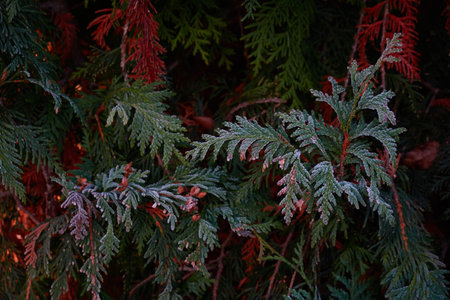 Northern white-cedar branch (Thuja occidentalis) covered with a frost. Decorative evergreen coniferous tree. Autumn, early winter, Cold weather, first snow. Dark atmospheric plant background, close-upの写真素材