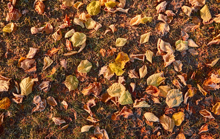 Forest floor of dry golden leaves. Crystal clear frost, ice, first snow. Autumn, early winter. Texture, background. Soft sunlight. Climate change, nature, environmentの写真素材