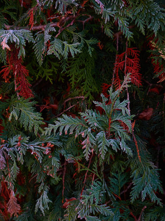 Northern white-cedar branch (Thuja occidentalis) covered with a frost. Decorative evergreen coniferous tree. Autumn, early winter, Cold weather, first snow. Dark atmospheric plant background, close-upの写真素材